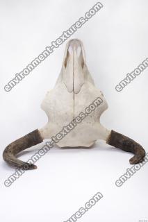 Photo Reference of Animal Skull